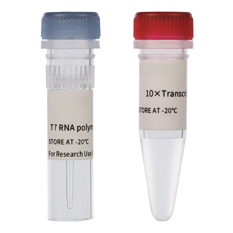 T7 RNA聚合酶